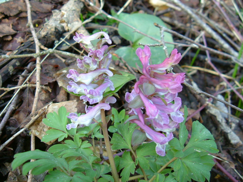 Corydalis cava / Colombina cava